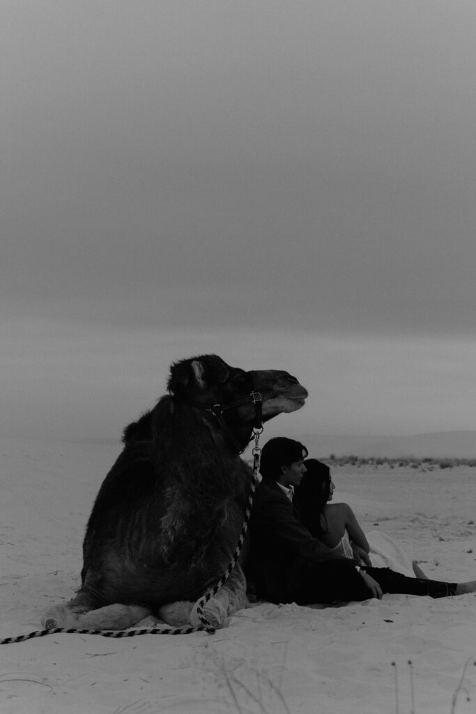 Black and white silhouette of couple sitting against a camel